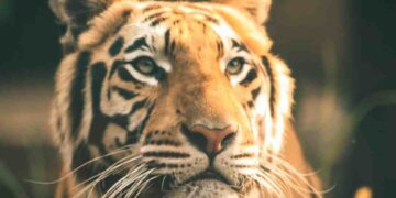 Người tuổi Hổ luôn lạc quan vui vẻ trong cuộc sống