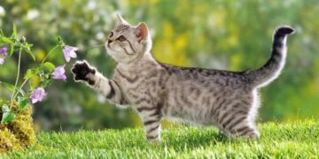 Người tuổi Mão nhanh nhẹn, tháo vát trong các lĩnh vực cuộc sống