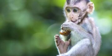 Tính cách người tuổi Khỉ