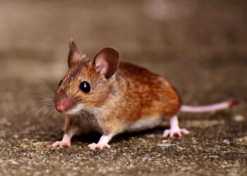 Khái quát về Tuổi Tý trong năm 2022