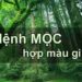 Tìm hiểu mệnh mộc hợp màu gì theo phong thủy
