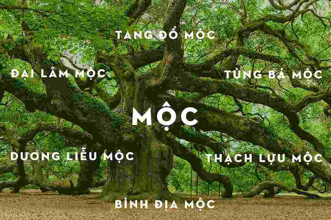 Tìm hiểu mệnh mộc hợp màu gì theo phong thủy 