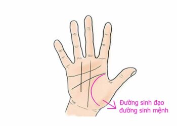 Xem đường sinh đạo chỉ tay nam nữ