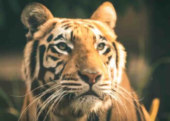 Người tuổi Hổ luôn lạc quan vui vẻ trong cuộc sống