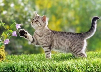 Người tuổi Mão nhanh nhẹn, tháo vát trong các lĩnh vực cuộc sống