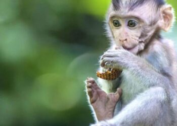 Tính cách người tuổi Khỉ