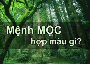 Tìm hiểu mệnh mộc hợp màu gì theo phong thủy 