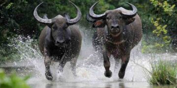 Tính cách người Tuổi sửu như thế nào?