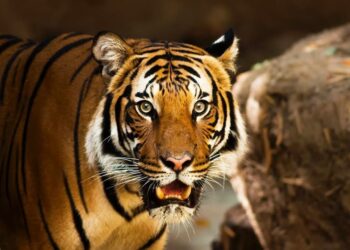 Tính cách tuổi Canh Dần mệnh Tùng Bách Mộc