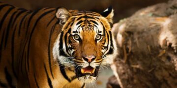 Tính cách tuổi Canh Dần mệnh Tùng Bách Mộc