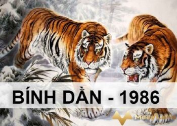 Tử vi tuổi Bính Dần 1986