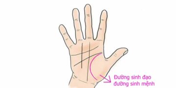 Xem đường sinh đạo chỉ tay nam nữ